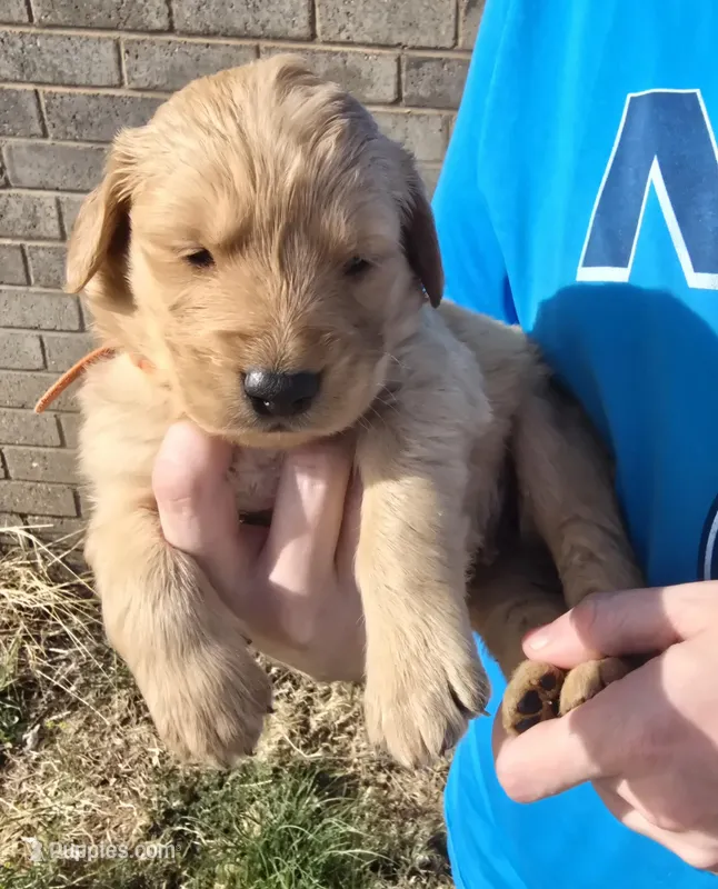 Gold Boy – Golden Retriever puppy for sale in Lubbock, TX