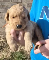 Gold Boy, a male Golden Retriever for sale in Lubbock, TX – Photo 1 of 8