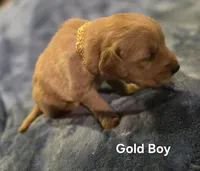 Gold Retriever Boy, a male Golden Retriever for sale in Lubbock, TX – Photo 2 of 5