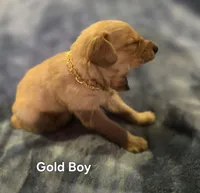 Gold Retriever Boy, a male Golden Retriever for sale in Lubbock, TX – Photo 3 of 5