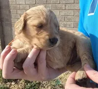 Gold Boy, a male Golden Retriever for sale in Lubbock, TX – Photo 2 of 8