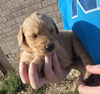 Gold Boy, a male Golden Retriever for sale in Lubbock, TX – Photo 3 of 8