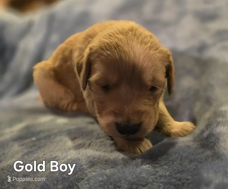Gold Retriever Boy – Golden Retriever puppy for sale in Lubbock, TX