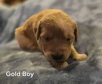 Gold Retriever Boy, a male Golden Retriever for sale in Lubbock, TX – Photo 1 of 5