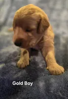 Gold Retriever Boy, a male Golden Retriever for sale in Lubbock, TX – Photo 4 of 5