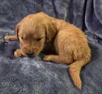 Pink Girl, a female Golden Retriever for sale in Lubbock, TX – Photo 3 of 8