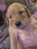 Pink Girl, a female Golden Retriever for sale in Lubbock, TX – Photo 2 of 8