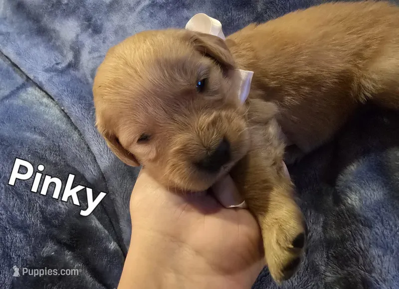 Pinky – Golden Retriever puppy for sale in Lubbock, TX