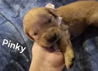 Pinky, a female Golden Retriever for sale in Lubbock, TX – Photo 1 of 5