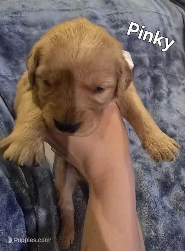 Pink Girl – Golden Retriever puppy for sale in Lubbock, TX