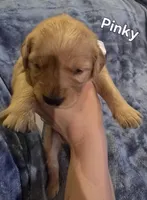 Pinky, a female Golden Retriever for sale in Lubbock, TX – Photo 2 of 5