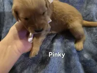 Pinky, a female Golden Retriever for sale in Lubbock, TX – Photo 4 of 5