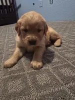 Golden Retriever Boy, a male Golden Retriever for sale in Lubbock, TX – 1 of 4
