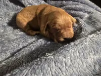 Golden Retriever Boy 1, a male Golden Retriever for sale in Lubbock, TX – 5 of 7