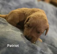 Patriot, a male Golden Retriever for sale in Lubbock, TX – Photo 3 of 6