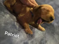 Patriot, a male Golden Retriever for sale in Lubbock, TX – Photo 4 of 6