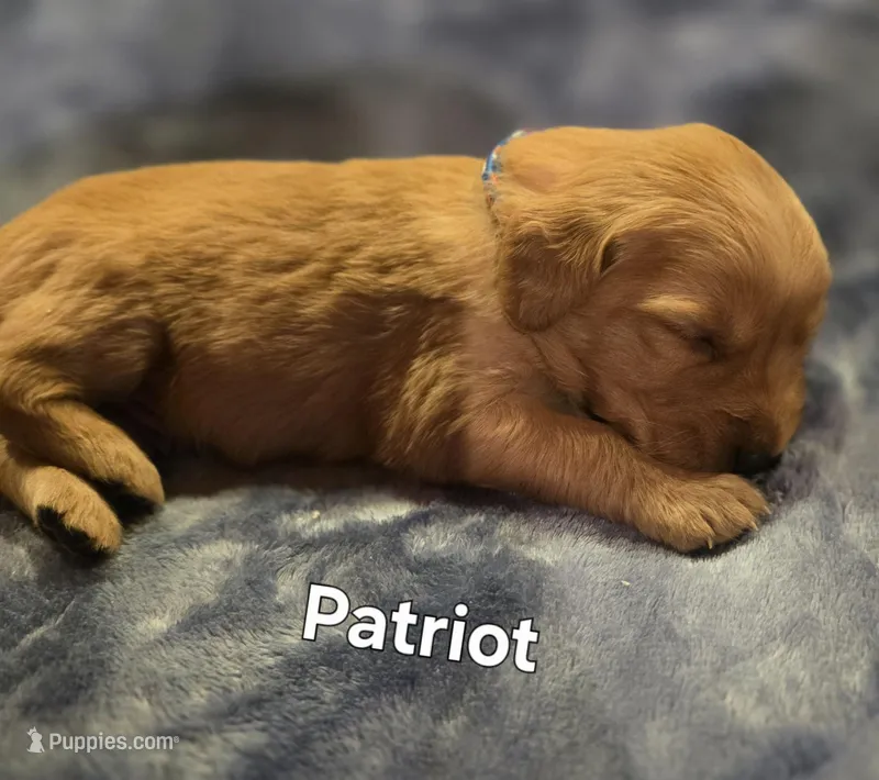 Patriot – Golden Retriever puppy for sale in Lubbock, TX