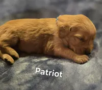 Patriot, a male Golden Retriever for sale in Lubbock, TX – Photo 1 of 6