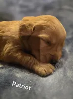 Patriot, a male Golden Retriever for sale in Lubbock, TX – Photo 2 of 6