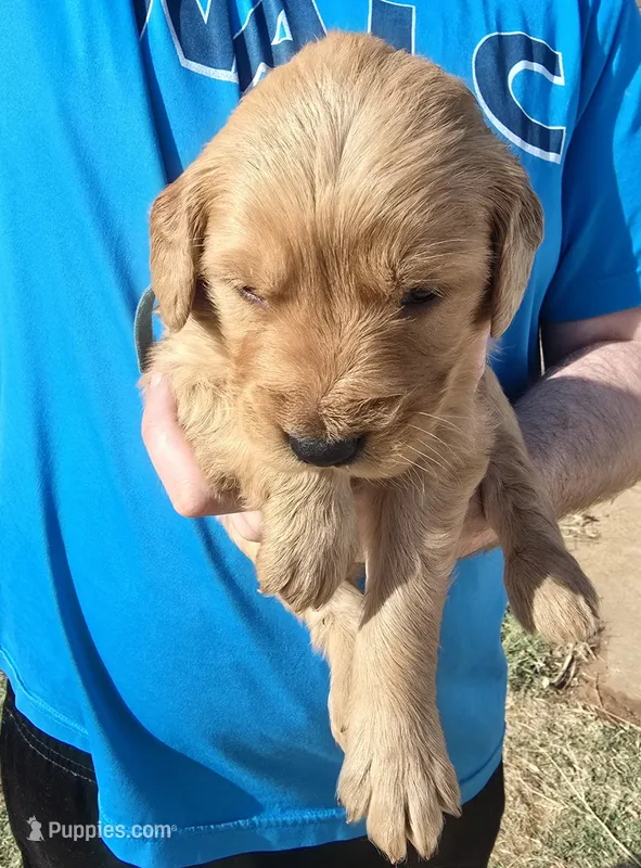 Patriot – Golden Retriever puppy for sale in Lubbock, TX