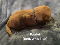 Patriot, a male Golden Retriever for sale in Lubbock, TX – Photo 5 of 6