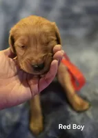 Red Golden, a male Golden Retriever for sale in Lubbock, TX – Photo 1 of 5
