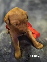 Red Golden, a male Golden Retriever for sale in Lubbock, TX – Photo 2 of 5