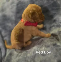 Red Golden, a male Golden Retriever for sale in Lubbock, TX – Photo 4 of 5