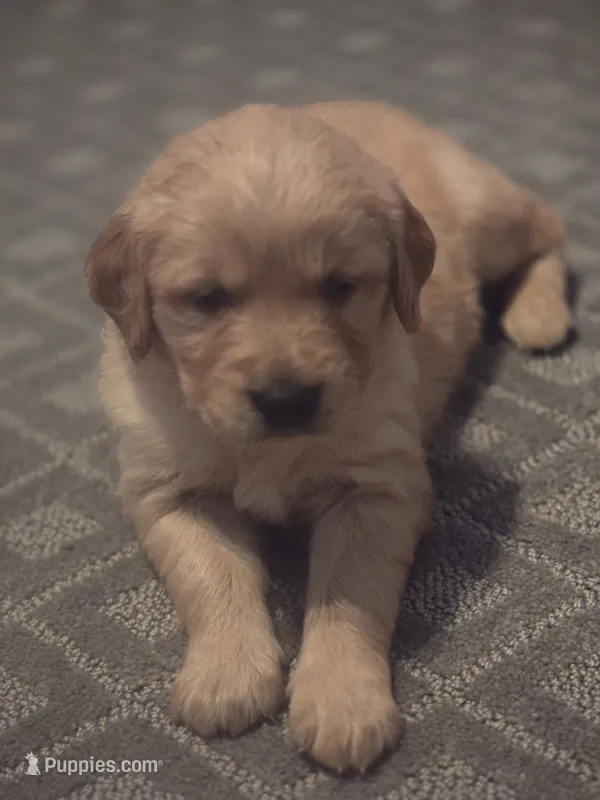 Golden Retriever Boy 1 – Golden Retriever puppy on hold in Lubbock, TX