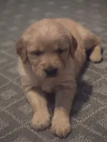 Golden Retriever Boy 1, a male Golden Retriever for sale in Lubbock, TX – 1 of 7