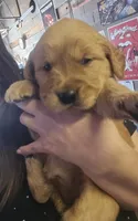 Golden Retriever Girl, a female Golden Retriever for sale in Lubbock, TX – 2 of 3