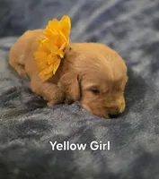Yellow Golden Girl, a female Golden Retriever for sale in Lubbock, TX – Photo 3 of 5