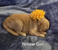 Yellow Golden Girl, a female Golden Retriever for sale in Lubbock, TX – Photo 4 of 5