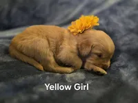 Yellow Golden Girl, a female Golden Retriever for sale in Lubbock, TX – Photo 1 of 5