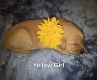 Yellow Golden Girl, a female Golden Retriever for sale in Lubbock, TX – Photo 2 of 5