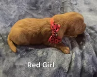 Red Girl, a female Golden Retriever for sale in Lubbock, TX – Photo 3 of 5