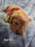 Red Girl, a female Golden Retriever for sale in Lubbock, TX – Photo 4 of 5