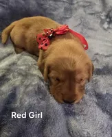 Red Girl, a female Golden Retriever for sale in Lubbock, TX – Photo 2 of 5