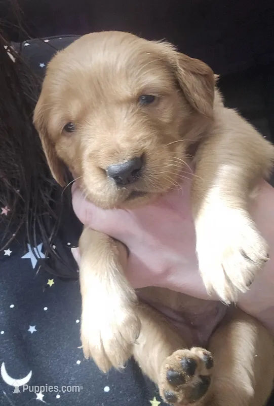 Red Girl – Golden Retriever puppy for sale in Lubbock, TX
