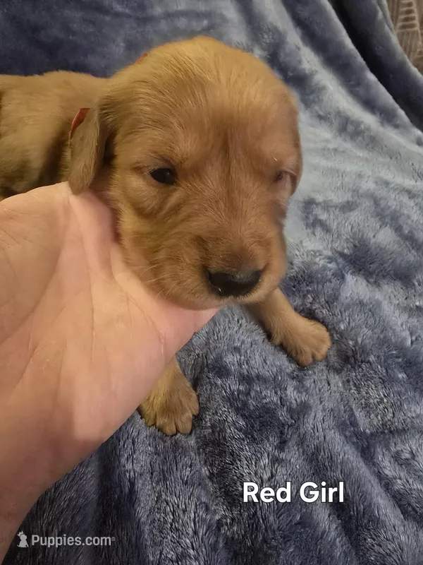 Red Girl – Golden Retriever puppy for sale in Lubbock, TX