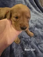 Red Girl, a female Golden Retriever for sale in Lubbock, TX – Photo 1 of 5