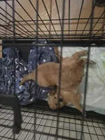 Golden Retriever Boy, a male Golden Retriever for sale in Lubbock, TX – 4 of 4