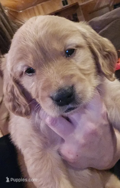 Golden Retriever Girl – Golden Retriever puppy for sale in Lubbock, TX