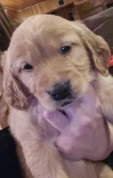 Golden Retriever Girl, a female Golden Retriever for sale in Lubbock, TX – 1 of 3