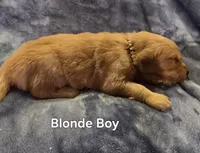Blonde Boy, a male Golden Retriever for sale in Lubbock, TX – Photo 5 of 6
