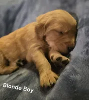 Blonde Boy, a male Golden Retriever for sale in Lubbock, TX – Photo 1 of 6