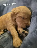 Blonde Boy, a male Golden Retriever for sale in Lubbock, TX – Photo 4 of 6