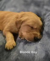 Blonde Boy, a male Golden Retriever for sale in Lubbock, TX – Photo 2 of 6