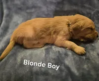 Blonde Boy, a male Golden Retriever for sale in Lubbock, TX – Photo 3 of 6