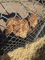 Golden Retriever Boy 1, a male Golden Retriever for sale in Lubbock, TX – 7 of 7